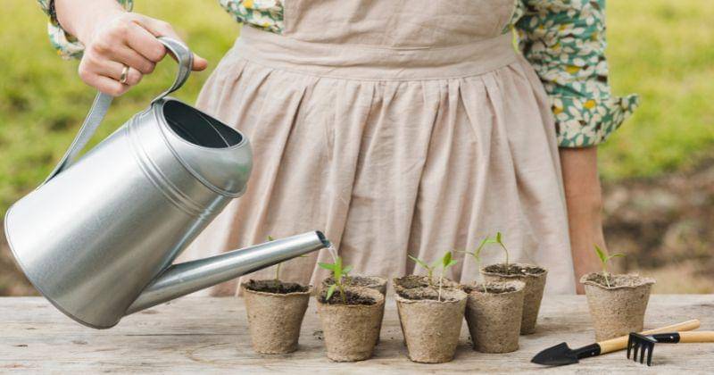 cara menanam rosemary di rumah